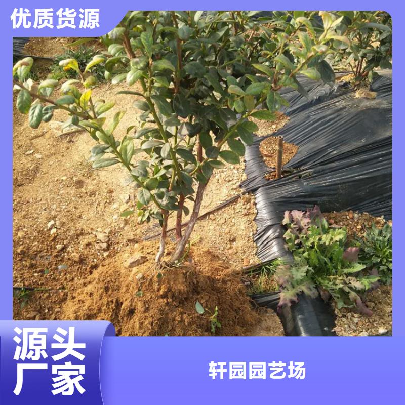 藍莓苗【蘋果苗】擁有多家成功案例