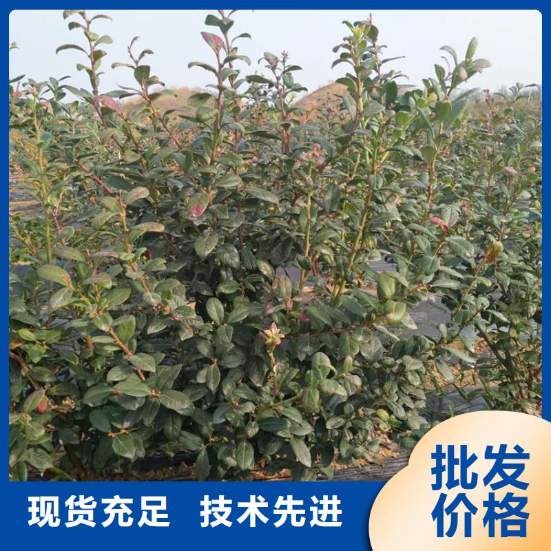 蓝莓苗-【3公分软籽石榴苗】品种全
