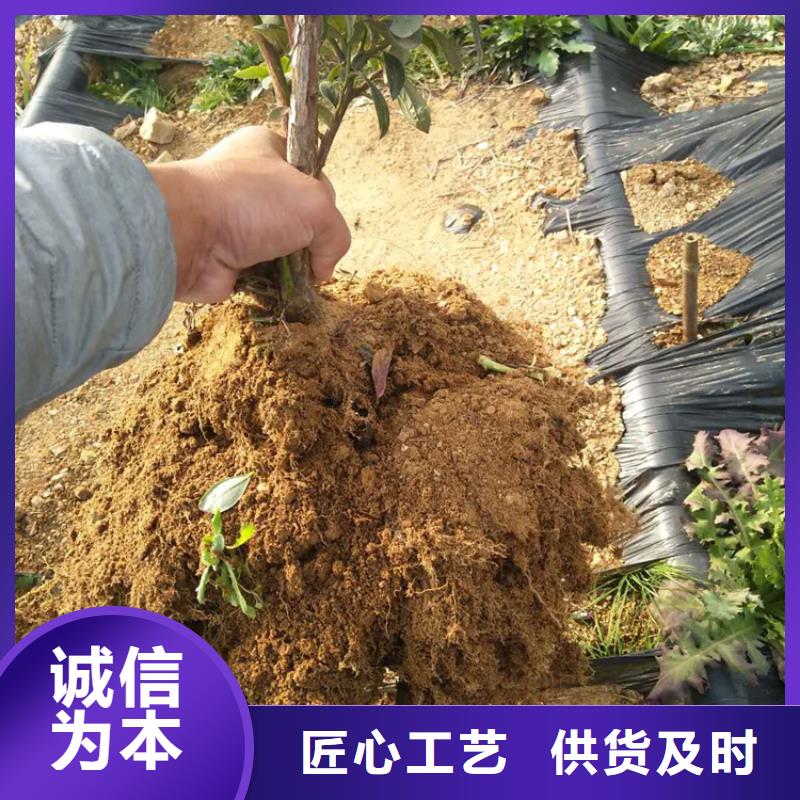 藍莓苗長期供應