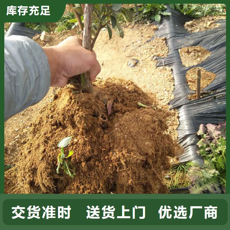 蓝莓苗_苹果苗厂家现货供应