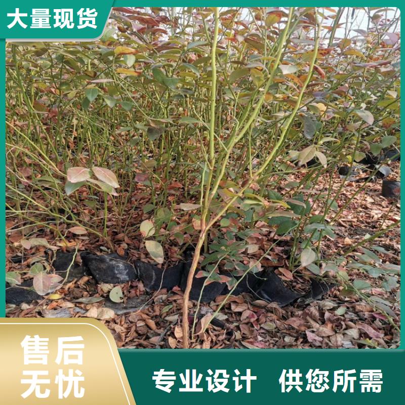 藍莓苗【櫻桃苗】全品類現貨