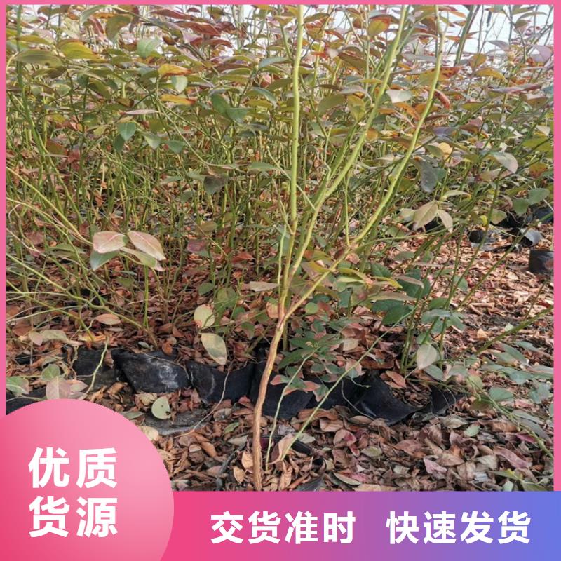 藍莓苗,【蘋果苗】保質保量