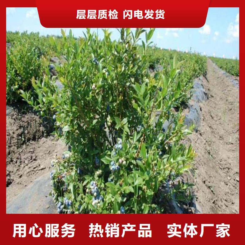 【藍莓苗】紅顏草莓價格實惠工廠直供