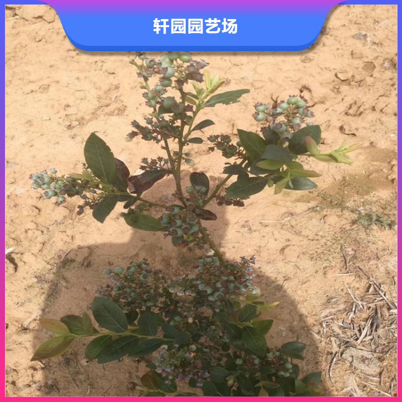 蓝莓苗-石榴树型号全价格低