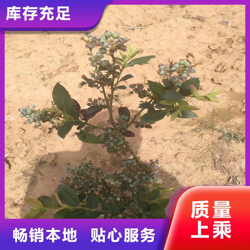 藍莓苗無花果苗廠家直銷規(guī)格多樣