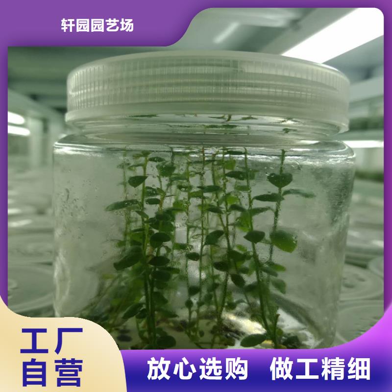 藍莓苗無花果苗廠家直銷規(guī)格多樣