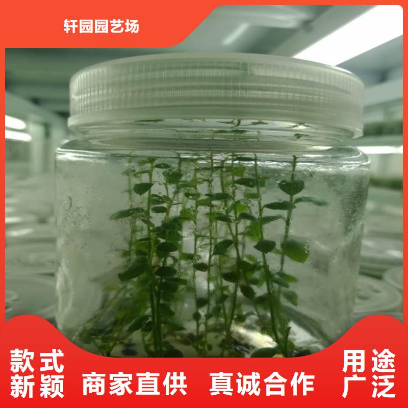 藍莓苗支持加工定制