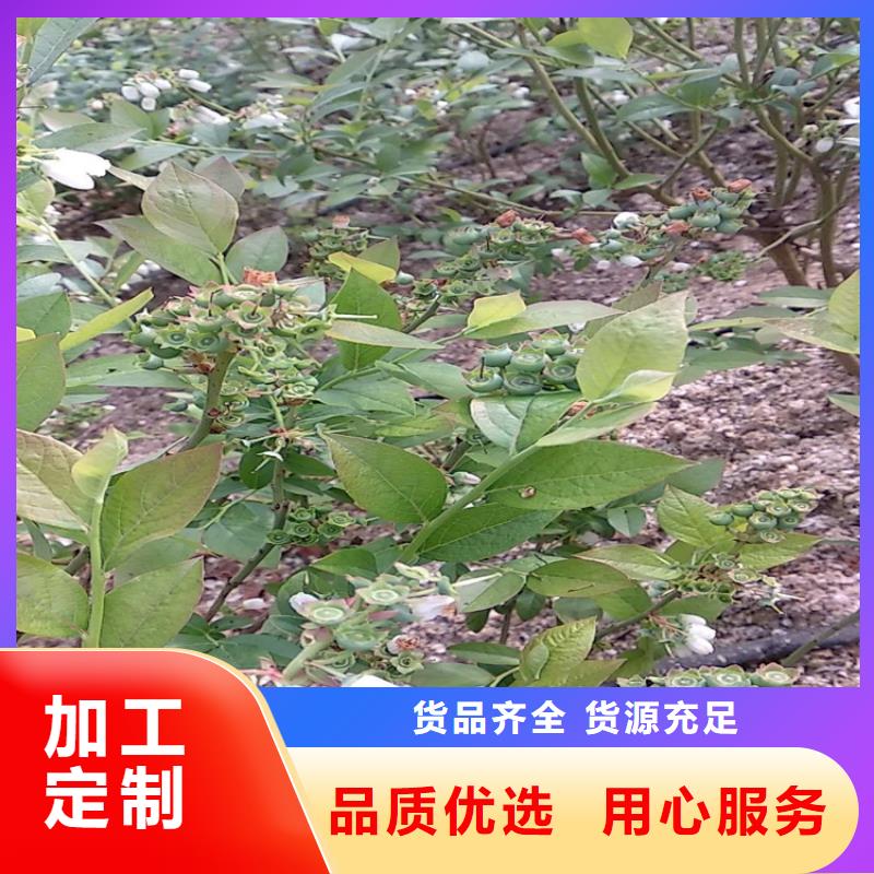 藍莓苗【蘋果苗】擁有多家成功案例