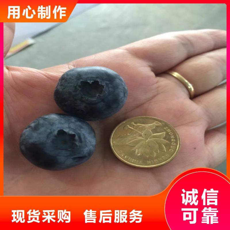 蓝莓苗,石榴树源头厂家量大价优