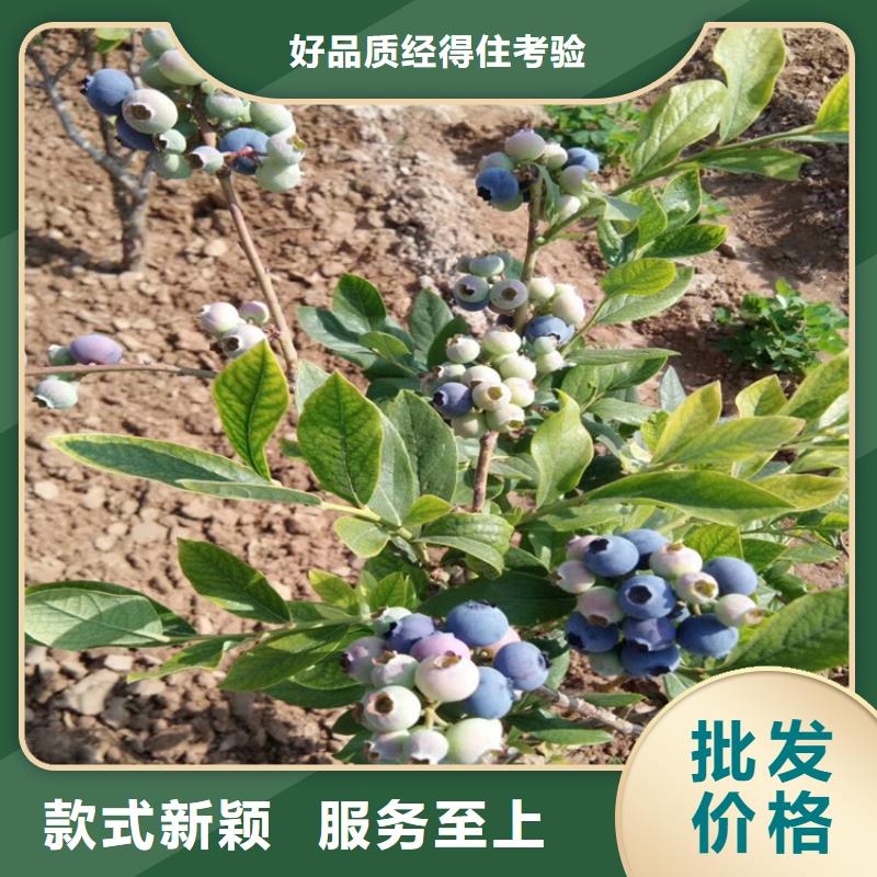 藍莓苗【葡萄苗】產品優勢特點