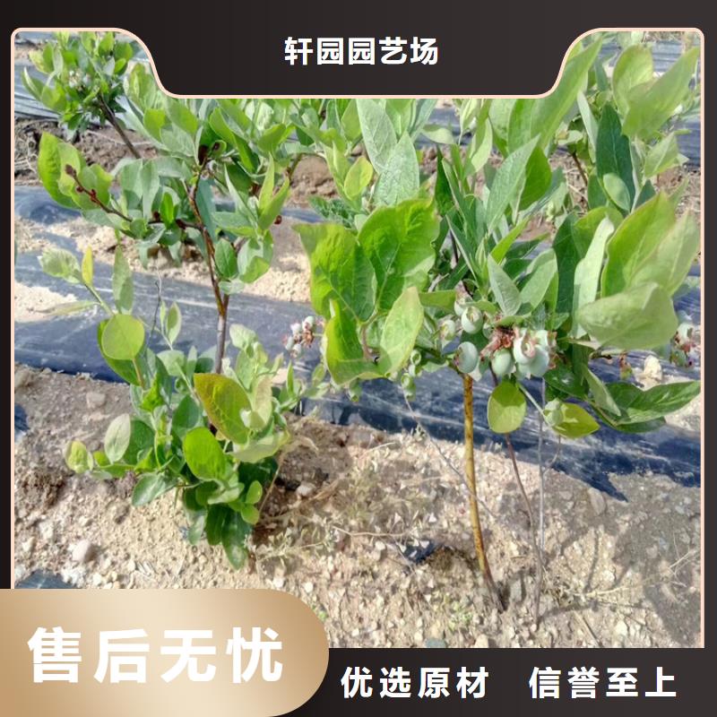 藍莓苗支持加工定制