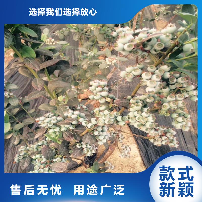 【蓝莓苗】樱桃苗加工定制