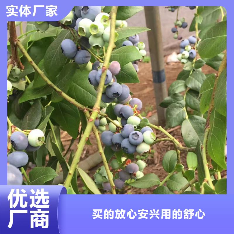 藍莓苗,櫻桃苗價格實在