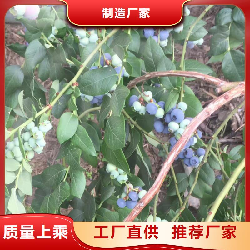 藍莓苗梨樹苗誠信商家