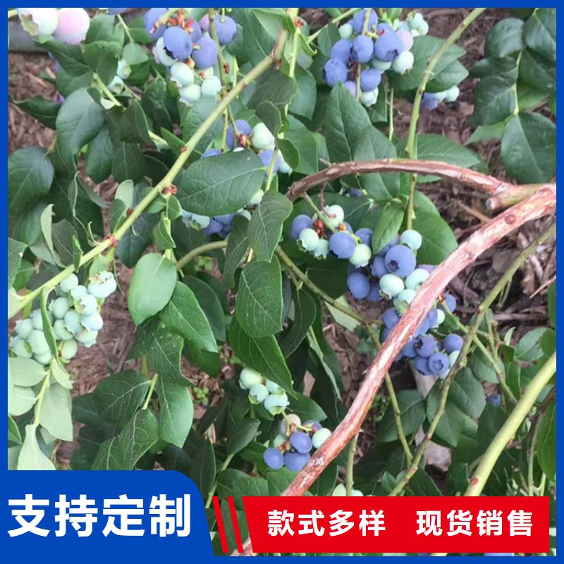 【藍莓苗】蘋果苗質量三包