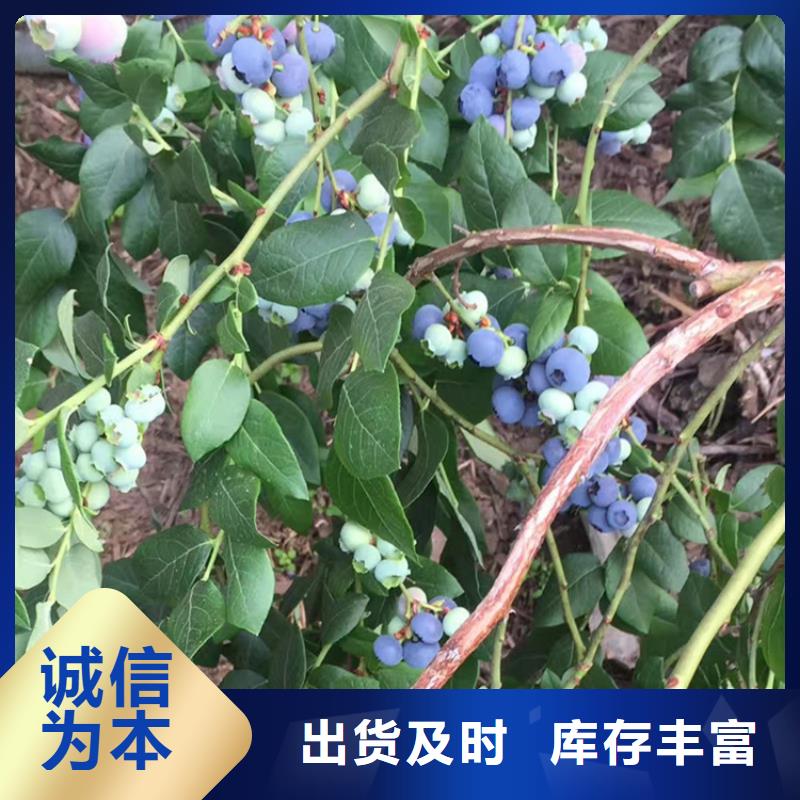 藍莓苗櫻桃苗打造好品質