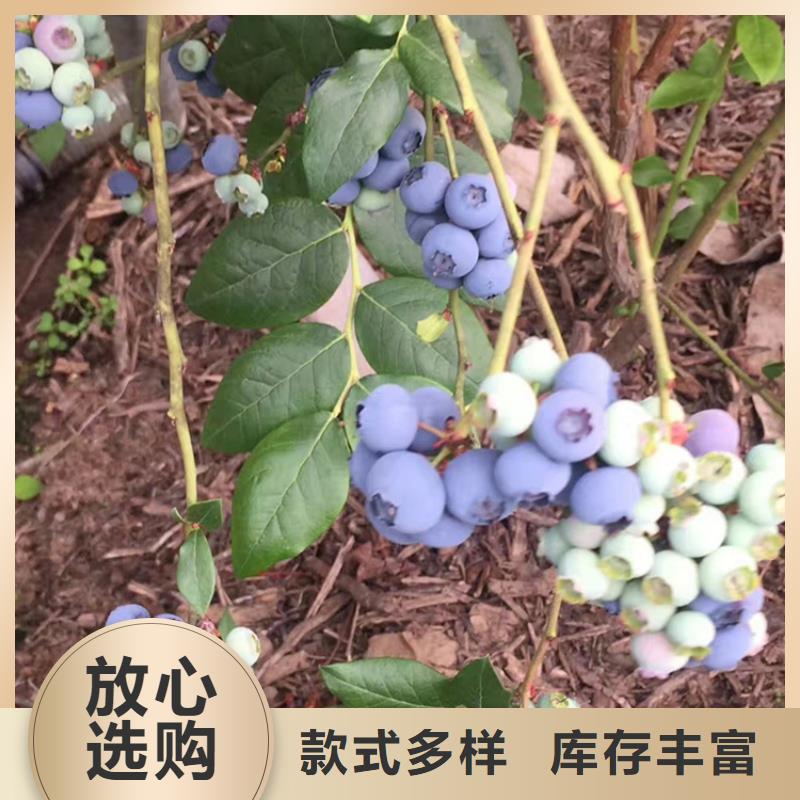 藍莓苗長期供應