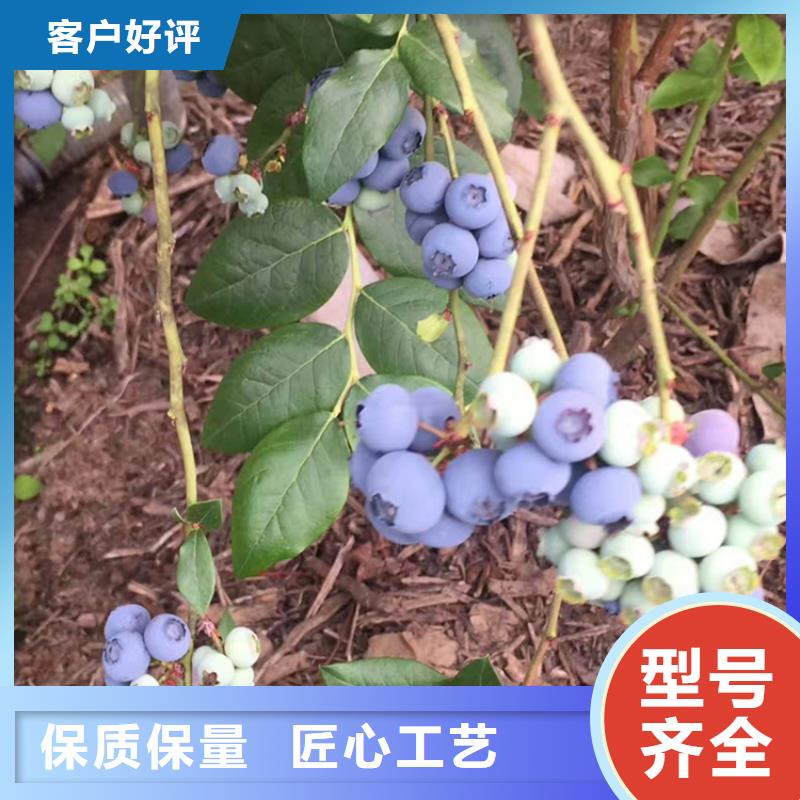 藍莓苗擁有核心技術優勢