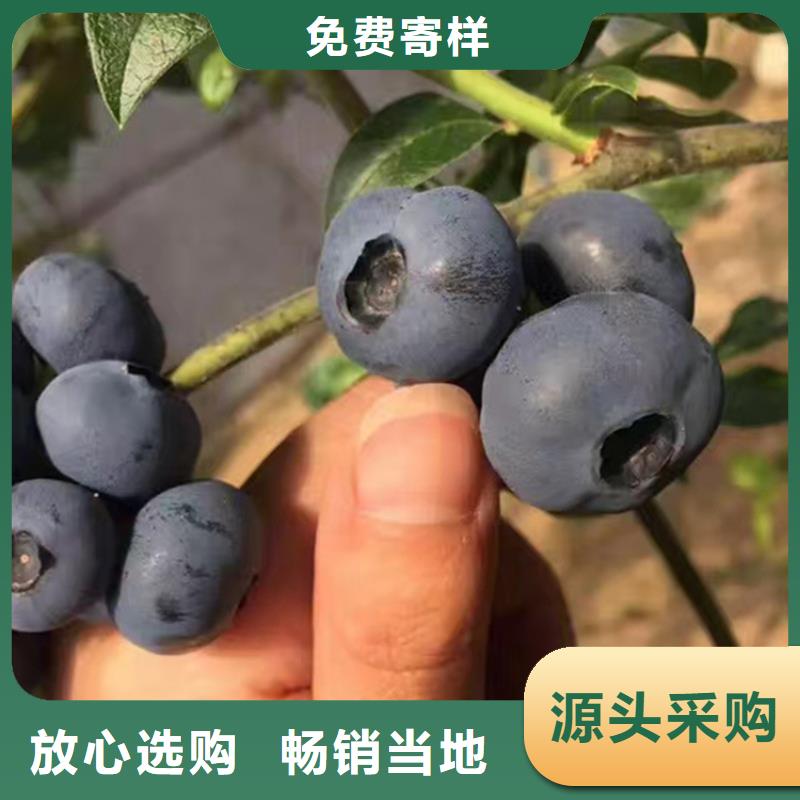 藍莓苗【櫻桃苗】全品類現貨