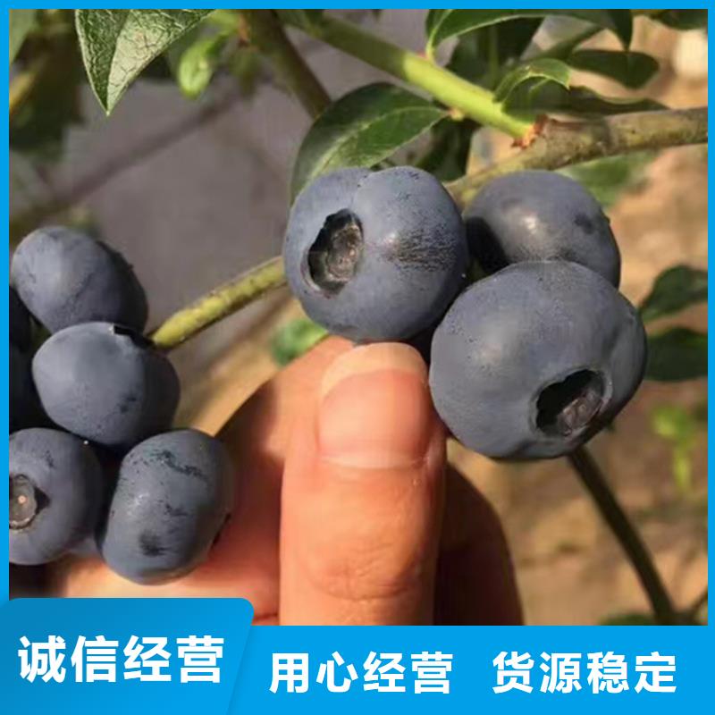 【藍莓苗,桃樹苗廠家質量過硬】