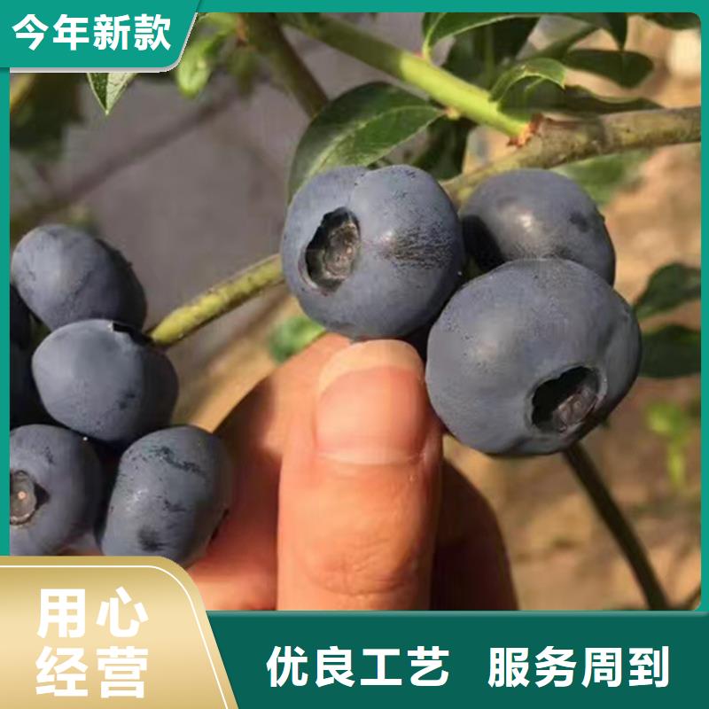 藍莓苗【蘋果苗】拒絕中間商