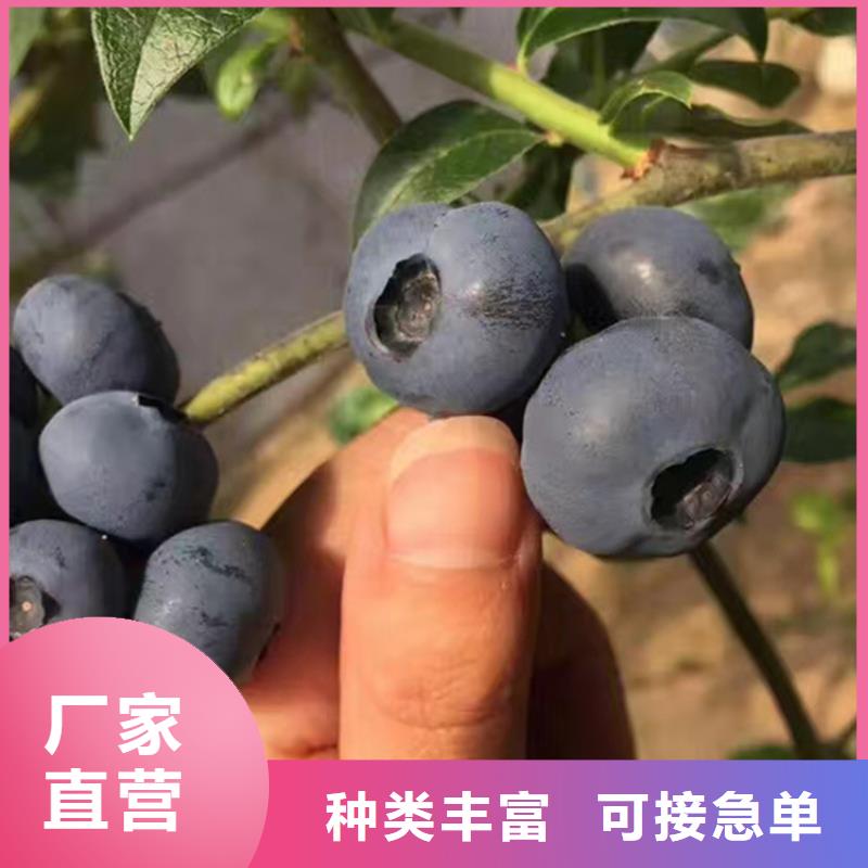 藍莓苗花椒苗款式新穎