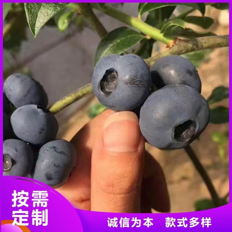 【藍莓苗】紅顏草莓價格實惠工廠直供