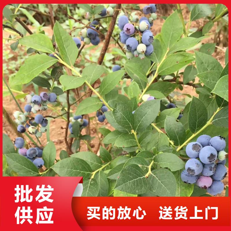 藍(lán)莓苗石榴樹質(zhì)量看得見