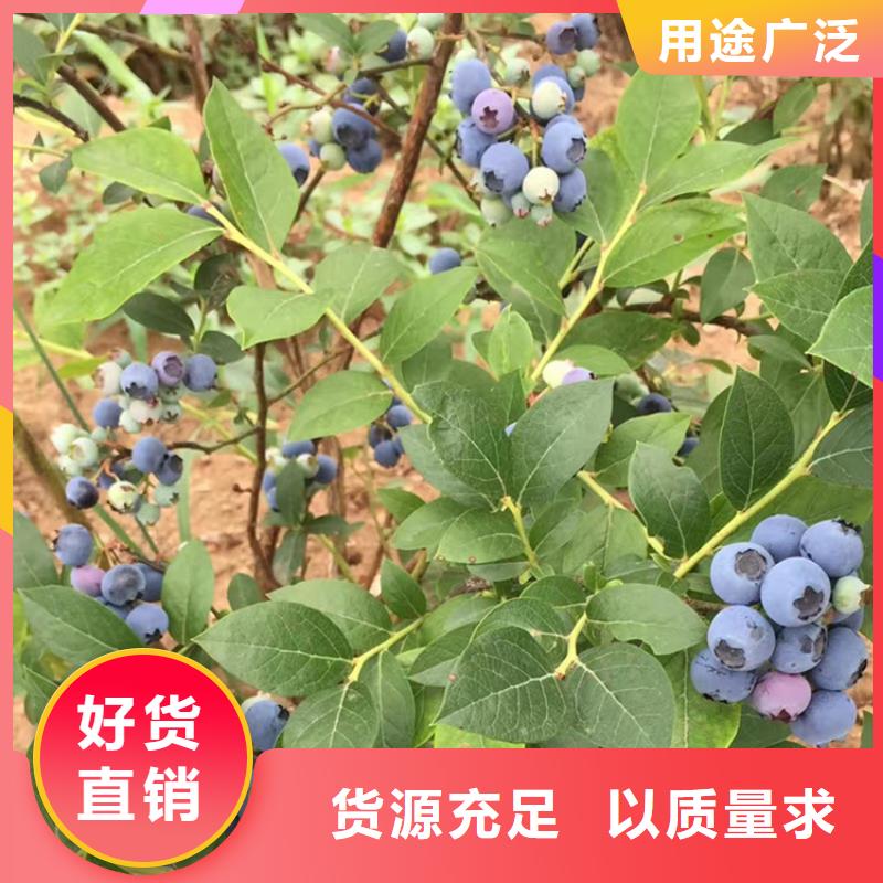 【藍(lán)莓苗,桃樹苗廠家質(zhì)量過硬】