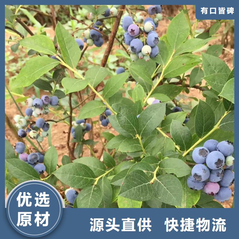 藍莓苗梨樹苗懂您所需