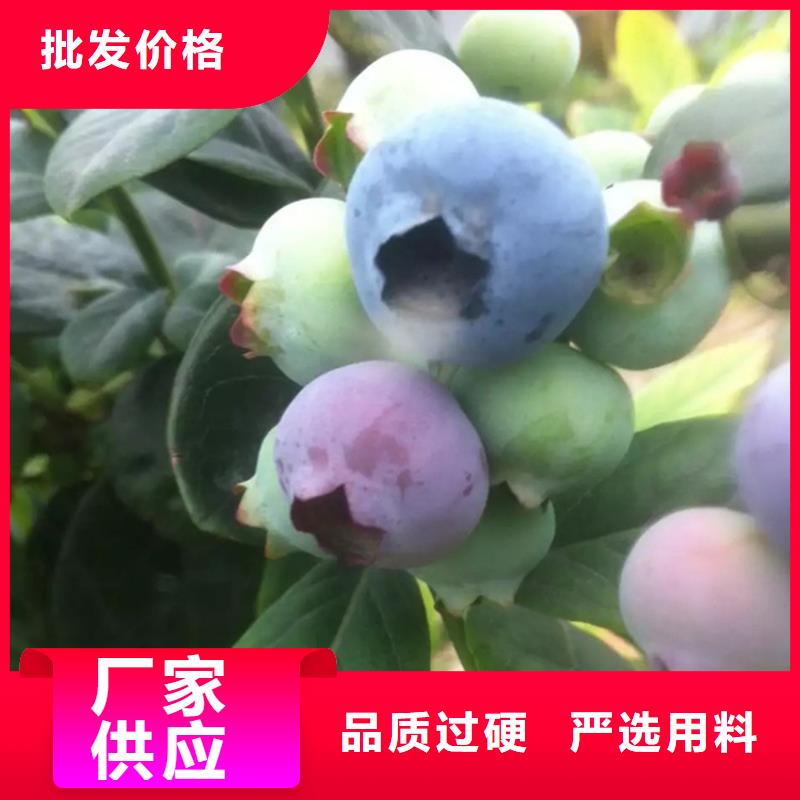 藍莓苗【櫻桃苗】全品類現貨