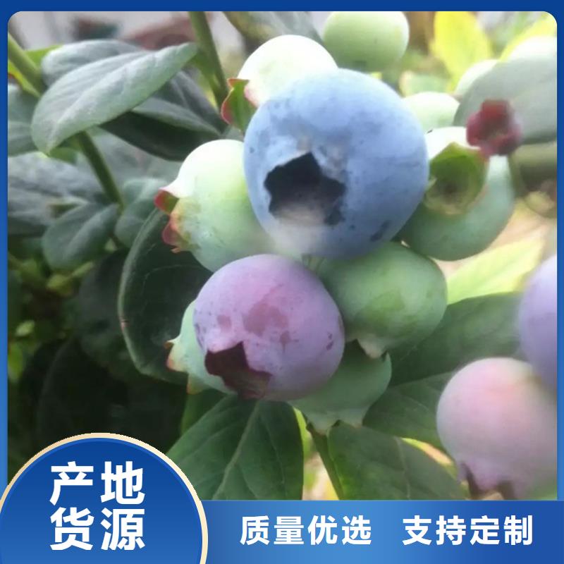 蓝莓苗花椒苗高品质现货销售