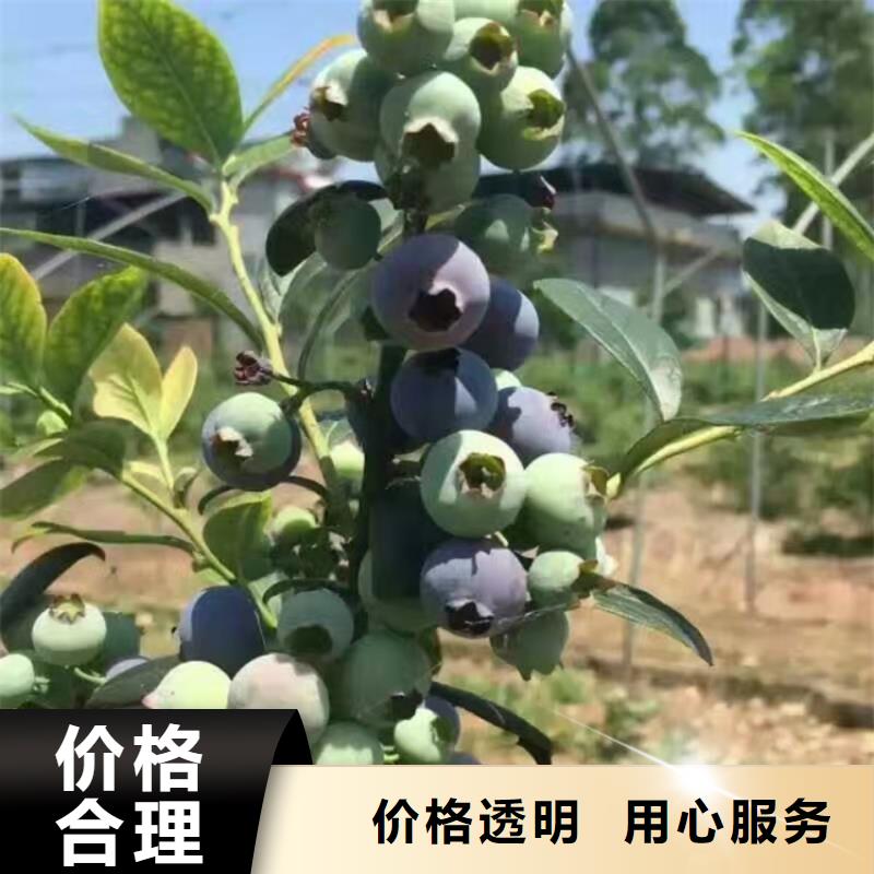 【藍莓苗】石榴樹廠家十分靠譜