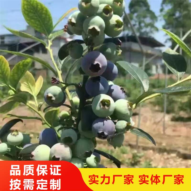 【藍莓苗】石榴樹廠家十分靠譜