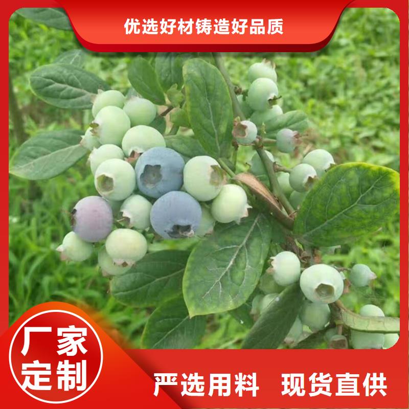 【藍莓苗,桃樹苗廠家質(zhì)量過硬】