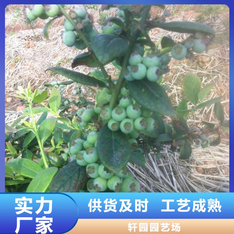 藍莓苗【葡萄苗】產品優勢特點