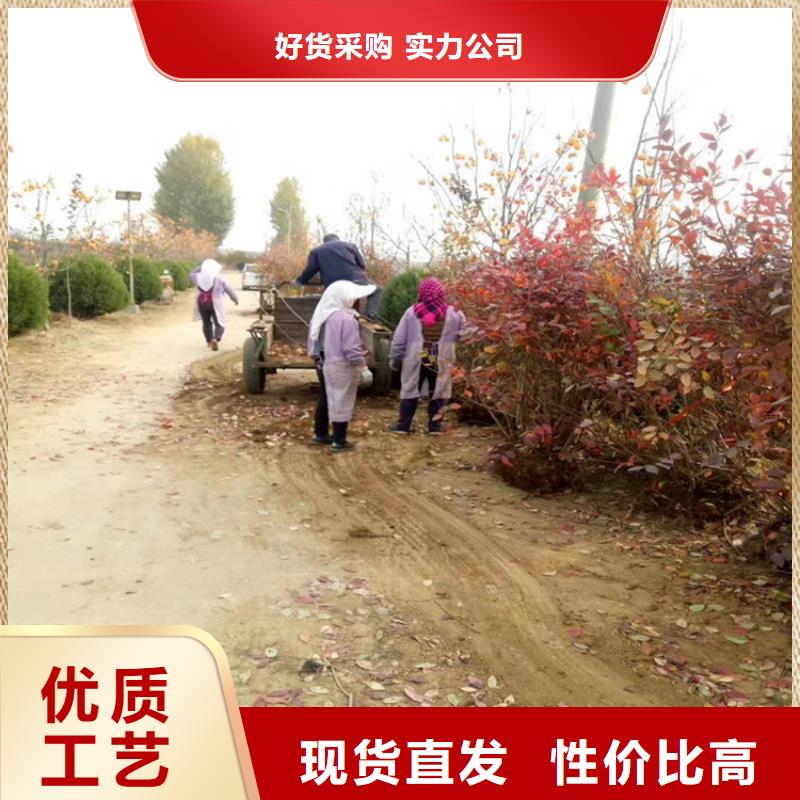 【藍莓苗,桃樹苗廠家質(zhì)量過硬】