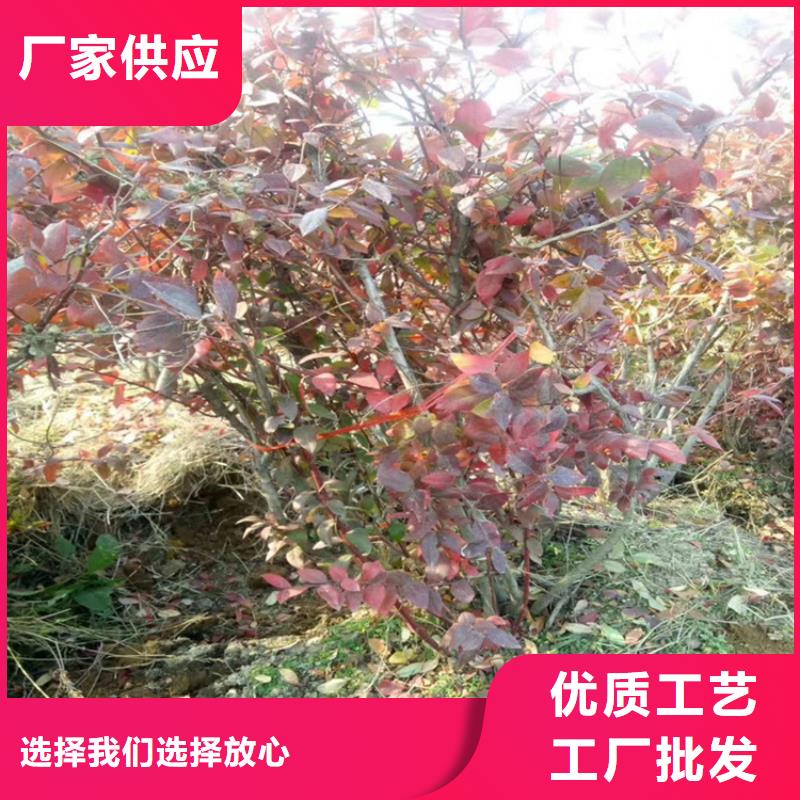 【藍莓苗】櫻桃苗加工定制