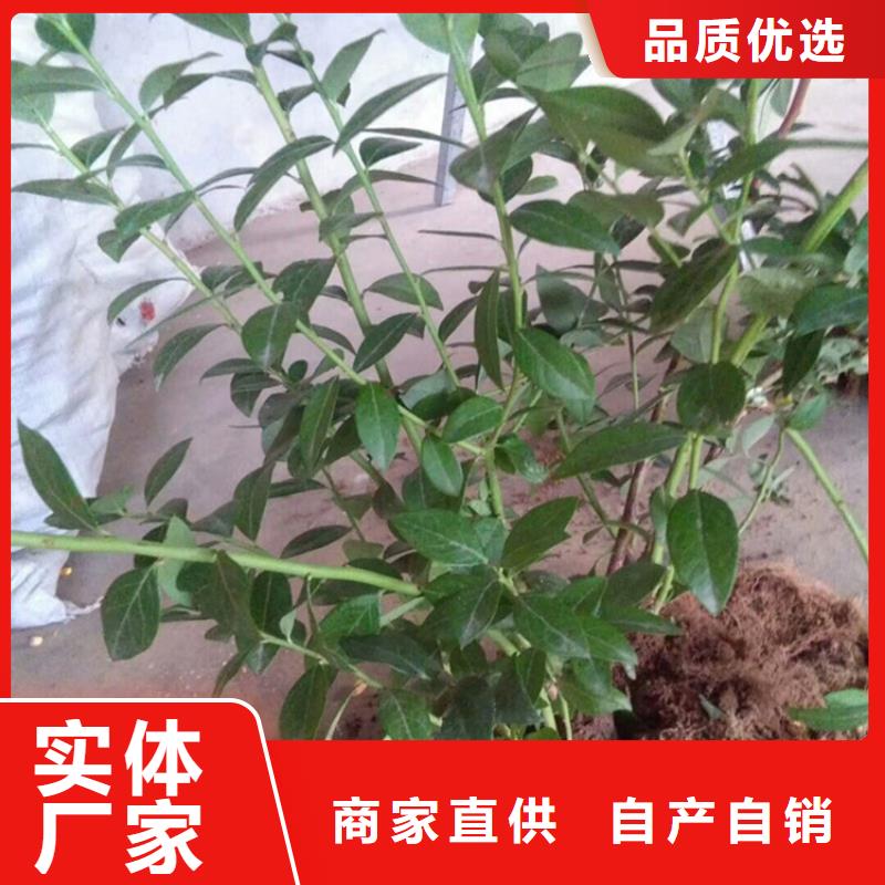 藍莓苗櫻桃苗工程施工案例