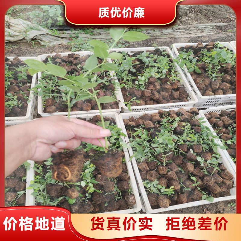 蓝莓苗,石榴树源头厂家量大价优