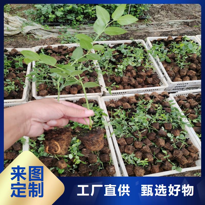 藍莓苗梨樹苗誠信商家