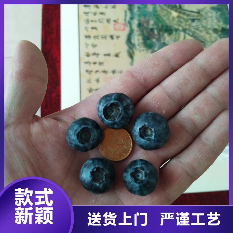 藍莓苗花椒苗高品質(zhì)現(xiàn)貨銷售