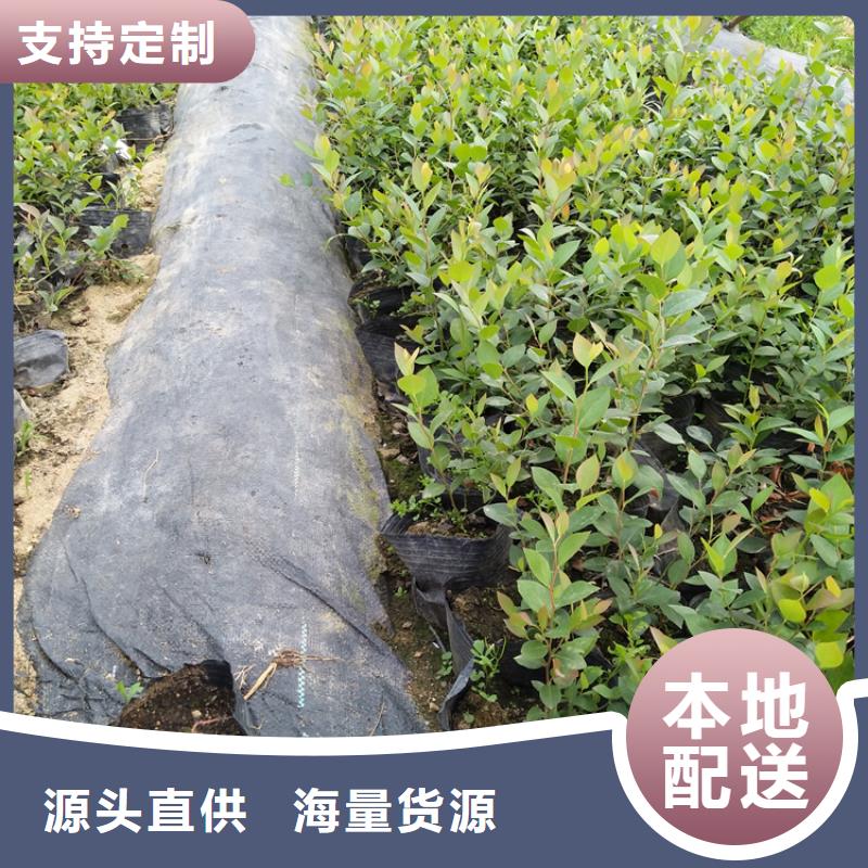 蓝莓苗樱桃苗厂家拥有先进的设备