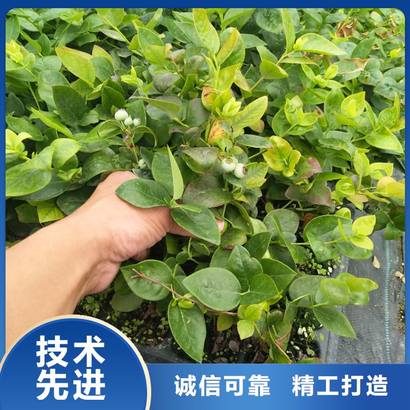 蓝莓苗,樱桃苗价格实在
