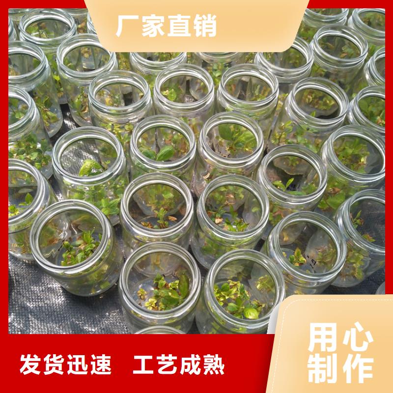 藍莓苗櫻桃苗打造好品質