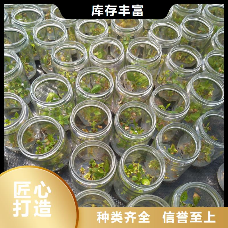 藍莓苗,【蘋果苗】保質保量