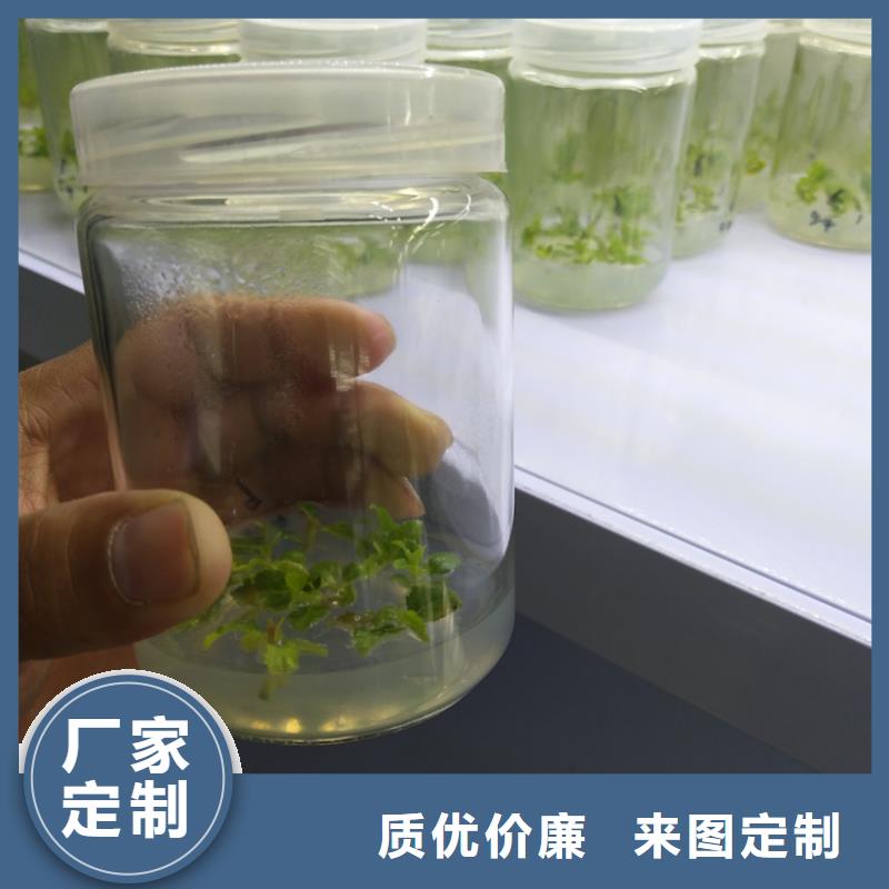 蓝莓苗-石榴树型号全价格低