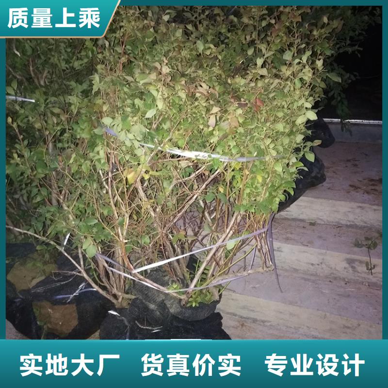 【藍莓苗】石榴樹廠家十分靠譜