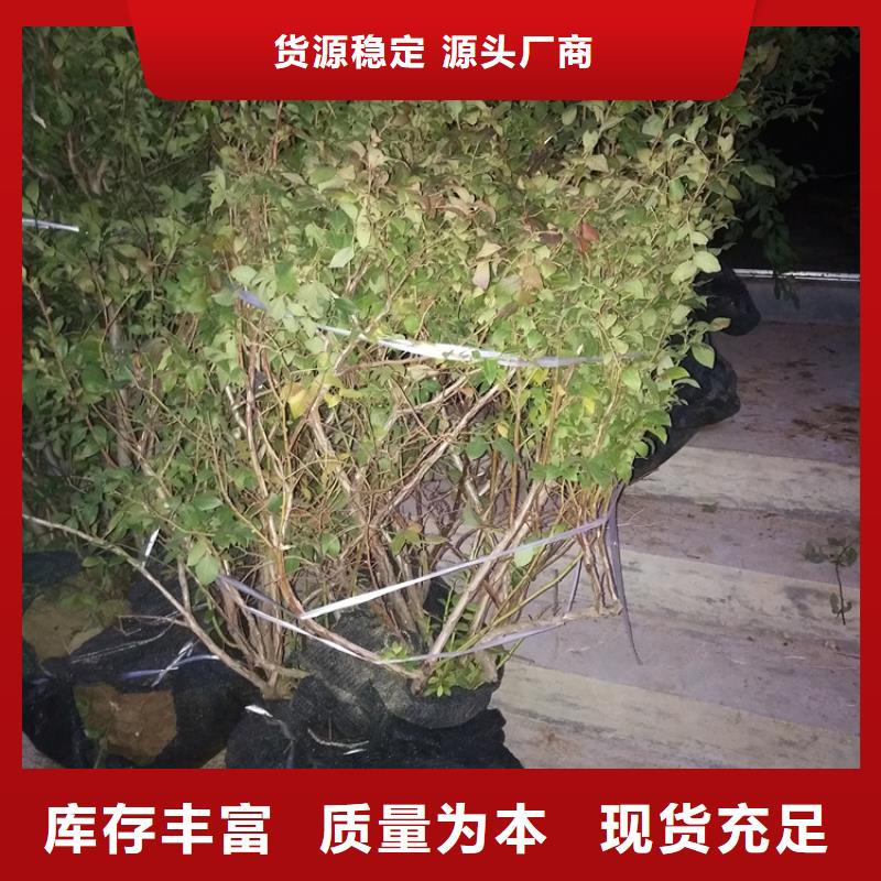 藍莓苗【草莓苗】多種規(guī)格庫存充足