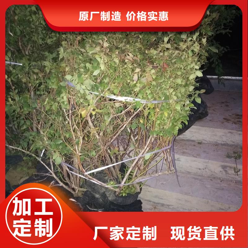 藍莓苗花椒苗高品質現(xiàn)貨銷售